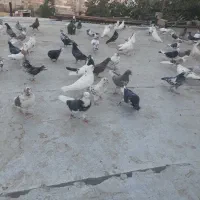 عروس هلندی دستی وتعدادی کبوتر|پرنده|قدس, شهرقدس|دیوار