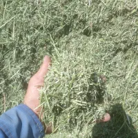 یونجه فله ای