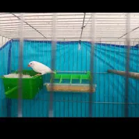 فنچ زبرا جفت