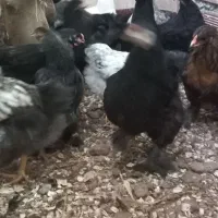 نیمچه امپراطور و محلی