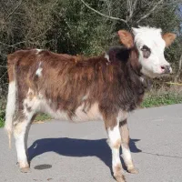 گوساله محلی چالوسی پلنگ لیشه گاو