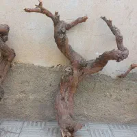 چوب وتنه انگور (مو)|گل و گیاه طبیعی|تهران, نارمک|دیوار