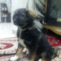 شاه توله شیتزو چهارماهه