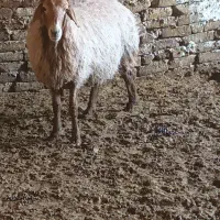 میش|حیوانات مزرعه|تربت‌حیدریه, کوی شهید احمدزاده ملکی|دیوار