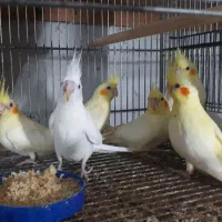 تعدادی جوجه وماهه لوتینووآلبینودستی آماده سخنگوشدن