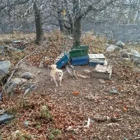 واگذاری سگ فیندو|سگ|سراب, |دیوار