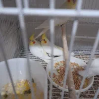 عروس هلندی لوتینو جوجه|پرنده|مشهد, کشف|دیوار