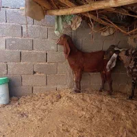 بز (پاکستانی)|حیوانات مزرعه|رفسنجان, |دیوار