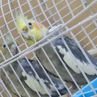 جفت عروس هلندی بامزه اوازخوان
