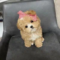 توله /پودل/ردلایت/درجه یک کیفیتA+