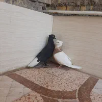 گولدشت ارغوان 12