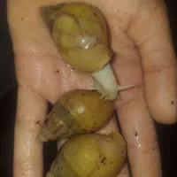 ۸۰ تا حلزون فقط با دو تا باکس رایگان