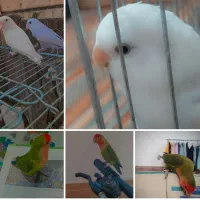 عروس هلندی ـ کوتوله برزیلی|پرنده|داراب, |دیوار