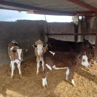 چهار  راس گوساله سمینتال