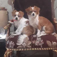 به دلیل مهاجرت‌دوتاپامر روباهی اصیل|سگ|مشهد, رستگار|دیوار