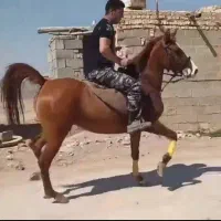 اسب مادیون|اسب و تجهیزات اسب‌سواری|اصفهان, کوی امیریه|دیوار