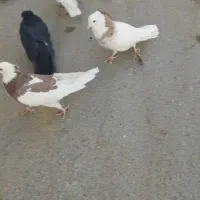 کبوتر گلی|پرنده|بن, |دیوار