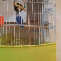 یک جفت طوطی برزیلی آبی معاوضه یا فروش