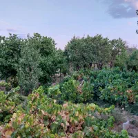 فروش-باغ-جزن