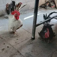 مرغ و خروس جاپنیز(مینیاتوری)
