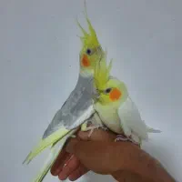 عروس هلندی مولدسوپرتاج دستی سخنگو.سهره.انگشترقناری|پرنده|کرمانشاه, |دیوار