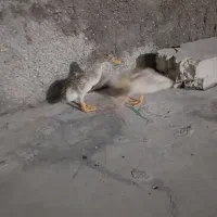 ۲ عدد اردک فروش فوری