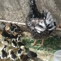 تخم مرغ گلین پنگوئن  نطفه دار