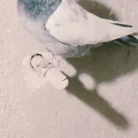 .سینه سبز|پرنده|شیراز, دینکان|دیوار