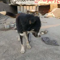 سگ نژاد دار هاسکی سیبری