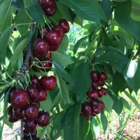 فروش انواع نهال میوه و خشکبار لیبل‌دار|خدمات باغبانی و درختکاری|دهگلان, |دیوار