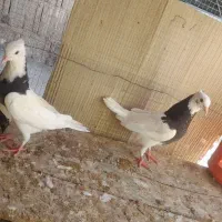 کبوتر ، طوقی ، پلاکی|پرنده|جم, |دیوار