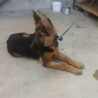 سگ ژرمن ژپرد