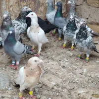 کبوتر هفت رنگ اصیل