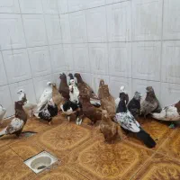 کبوتر|پرنده|دزفول, |دیوار
