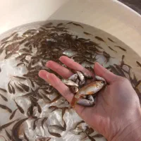 ماهی قرمز|ماهی|نیشابور, دارایی|دیوار