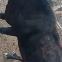 گاو ابستن محلی|حیوانات مزرعه|ماهنشان, |دیوار