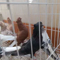 کبوتر دم سفید نر