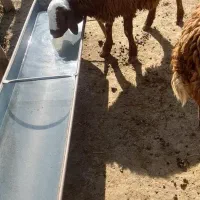 بره نر|حیوانات مزرعه|کوهدشت, |دیوار