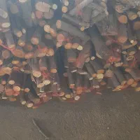 چوب شومینه ای و زغال طاق