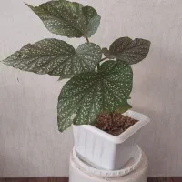 گل عروس