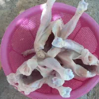 مرغ محلی اصل برای کشت و داشت|حیوانات مزرعه|یاسوج, |دیوار