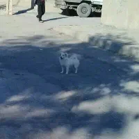 پامر|سگ|کرمانشاه, |دیوار