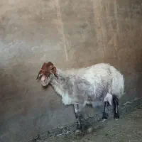 میش بره دار و استاق