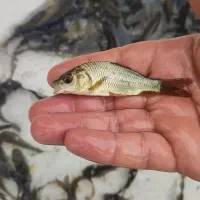 پخش انواع ماهی گرمابی