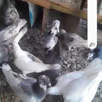 یک کبوتر ابلغ با گلدار گم شده|پرنده|شال, |دیوار