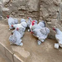 تخم نطفه دار از بهترین نوع کوشین کمیاب