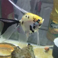 ماهی آنجل|ماهی|تبریز, |دیوار