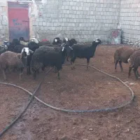 بره ماده|حیوانات مزرعه|سارال, |دیوار