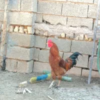 تعدادی مرغ و خروس و جوجه خروس|حیوانات مزرعه|شیراز, کرونی(خاتونک)|دیوار