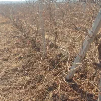 باغ باغچه چرپی جمع کن